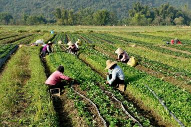 People working in farmland